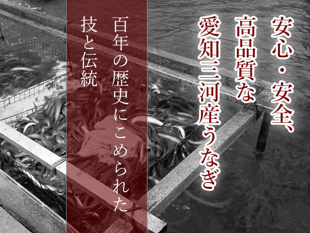 うなぎの三大名産地の「愛知県三河産」