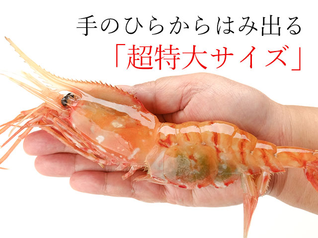 超特大お刺身用子持ちボタンエビの通販