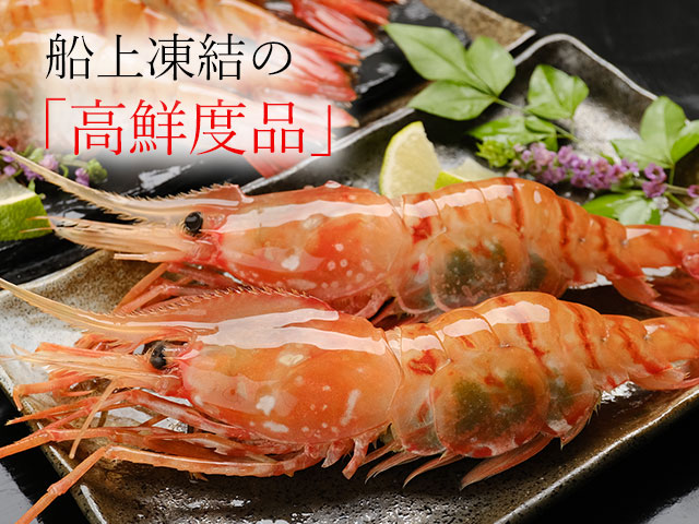 超特大お刺身用子持ちボタンエビのお取り寄せ