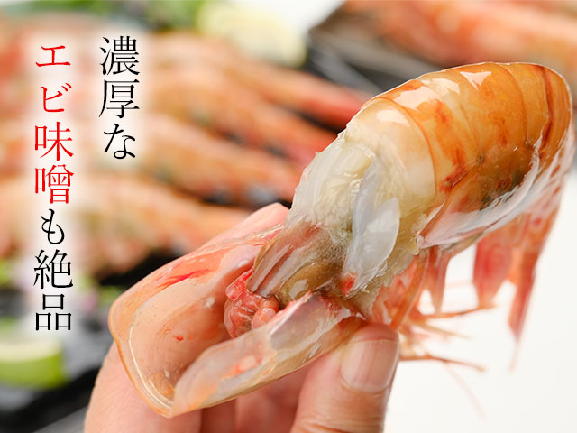 ねっとり甘く旨み濃厚な超特大お刺身用子持ちボタンエビ
