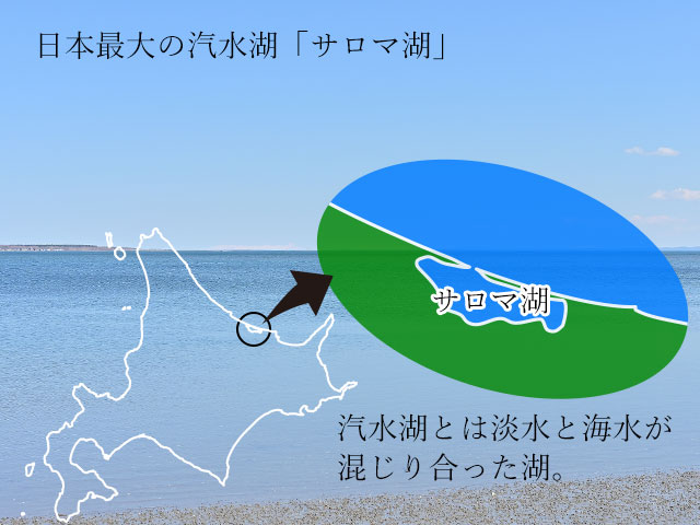 サロマ湖産殻付き生牡蠣（かきガンガン焼き）の通販