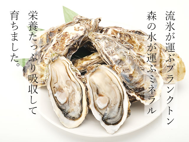 サロマ湖産殻付き生牡蠣（かきガンガン焼き）の通販