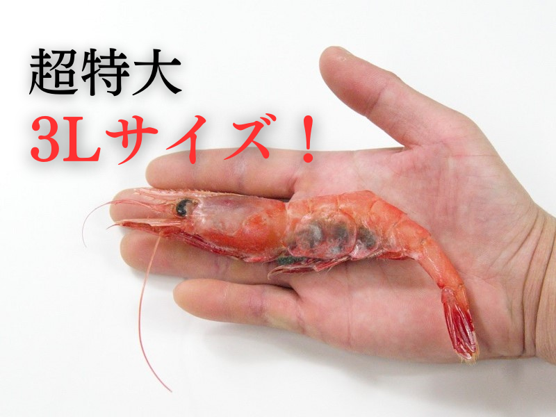 超特大、3Lサイズの甘エビ